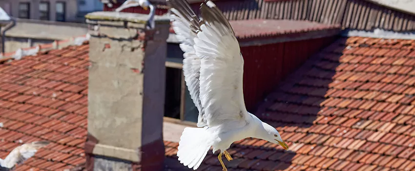 Residential Chimney Animal Removal Solution in North Ogden, UT